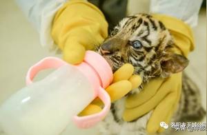 Adorable Cubs! Three South China Tigers Make Their Debut at Luoyang Wangcheng Park!