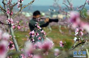 Qujing, Yunnan: Flowers Blooming in Orchards