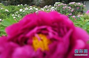 Luoyang, Henan: Abundance of Purple Lilies (Images)