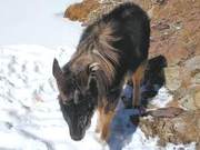 Three-River Headwaters National Park Records Grade-II Protected Animal, the Saiga Antelope