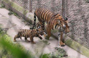 What Rare Animals Have Gone Extinct in Modern China?