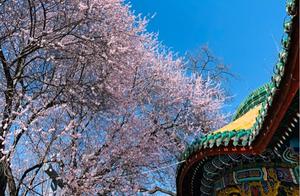 Beijing in Spring: Ten Miles of Peach Blossoms, Three Lives Three Worlds, Everything Within Longtan Park