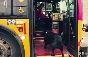 Dog Rides 'Gangster Bus' Daily, Reveals Its Reason for Doing So
