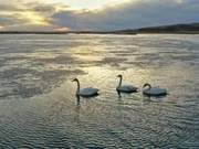 Spectacular! Witness the 'Swan Lake' Dance at Yaogai and Experience the Beauty of the Plateau