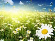 Morning Reading | Afternoon Sunlight