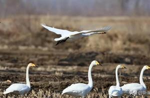 Geese Arrive in Large Flocks!