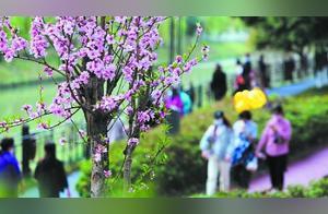 Citizens Stroll and Relax in Chengdu Shahe Urban Park