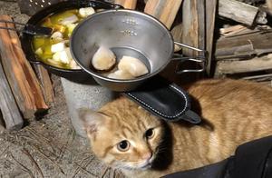 Camping Befriended by Stray Cats: They Beg for Food and Drinks and Refuse to Leave, Receiving Surprise Gifts Every Day