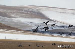 Good Ecology Attracts Migratory Birds 'Date' at Fenying Wetland Park