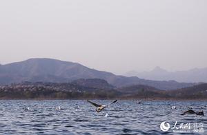 High-Definition Spring Blooms: Large Numbers of Migratory Birds Flock to Miyun Reservoir