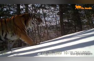 Two Tigers Can Truly Reside on One Mountain