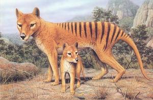 The Rise and Fall of the Tasmanian Wolf (Thylogale): A Story of Extinction