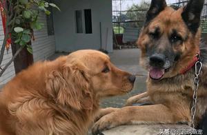German Shepherd Kept Indoors and Its 'Girlfriend' Visits, It's Too Difficult Together