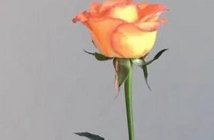 Psychology: Which Rose Makes You Swoon? Test Your Future Love's Sweetness