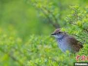 Migratory Birds Utilize Inland China’s ‘Energy Replenishment’ for Safe Migration