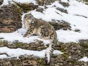Perhaps the most beautiful snow leopard in the world, and also the elegant king of the snow mountains