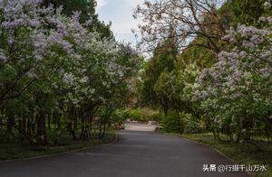 On Jinan's Qianfo Mountain, a Road Named 'Fragrant Lily' Blossoms with a Subtle Aroma