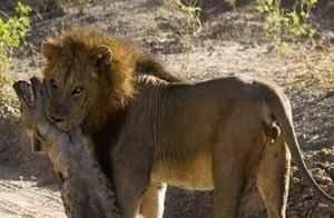 Lion Tears Hyena to Pieces, a Stunning Scene Emerges After Minutes