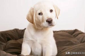 How to Determine a Dog's Age? You Can Accurately Judge It Through These Points