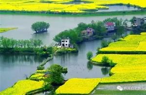 Enjoy the Firework of March in Wuhu's Xiang Shui Gorge, a 100,000-mu Field of Golden Rapeseed Flowers Awaits You!