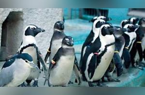 Man Visited Penguin Pavilion, About to Take Pictures, Rubbed His Eyes After Magnifying
