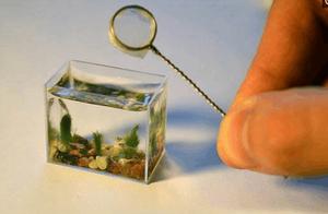 The World’s Smallest Fish – Stout Infantfish