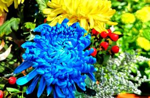 A Late Bloom of the First Spring, Lost in the Shimmering Waters and Chrysanthemums