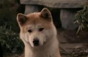 After Many Years, Military Dogs Recognize and Kill the Murderer of Their Owner – Revenge!