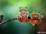 Biology | Do Frogs Drink Water with Their Mouths?