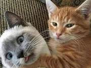 Siamese Cat, if you're threatened, just blink!