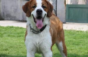 Saint Bernards: The World-Renowned Snow Mountain Rescue Dogs