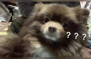 Man Frequently Reported for ‘Walking Bear’, Netizens Laughed and Cried ‘Confirmed’