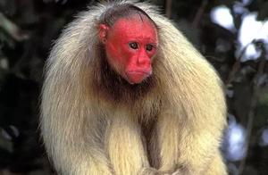Bald-Headed Capuchin Monkey