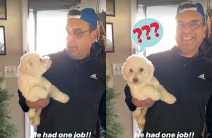 Foreign Netizens Pick Up Their Dogs From Beauty Salons, Return Home to Confused Wife: ‘Who Are You?’