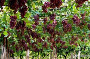 This Place in Xinjiang is Hotter Than China's Four Hottest Cities - Boiled Eggs on the Sand, Sweet Grapes