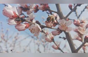 Peach Blossoms Blooming Deep in the Sha Yuan