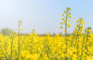 Rapeseed Flowers in Bloom