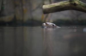 Water Tigers – Amazon River Otter