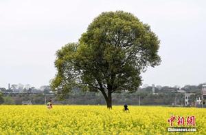 Thousands of Acres of Rapeseed Flowers Bloom in Changsha