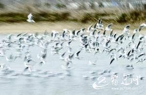 Jiangsu Siyang: Thousands of Red-Crowned Gulls Soar and Enjoy the Spring