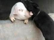 The Dog Always Runs to the Pigpen - A Failed Free Romance!