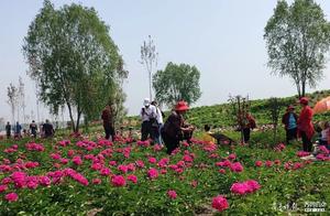 The First Taihu Lake Great Tang International Peony Flower Exhibition Has Begun – Come See the Flowers This Holiday!