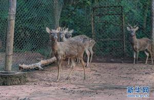 Haikou: Hainan Pine Deer Move into 'New Home'