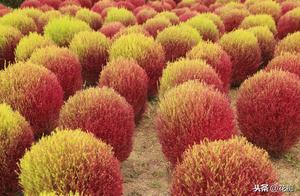 Plant Two Red Filament Plants in the Yard, Autumn Red Round Spheres, Super Beautiful