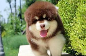 Ever since I got a ‘Siberian Husky’, nightmares began after a while.