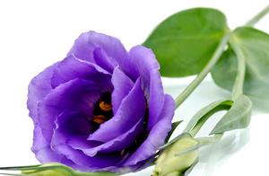 Psychology: What Flower Did You Fall in Love with First? Take a Quiz to Find Out Who Will Love You Throughout Your Life