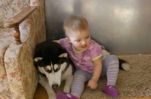 The Husky is Constantly Tormented by Its Little Owner, But Its Little Eyes Shine Bright