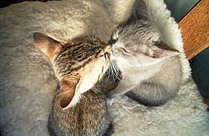 Animals in Happy Love Lives