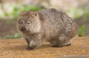 Animal Facts: Square Poop? Tadpoles Bigger Than Frogs? How Many Do You Know?