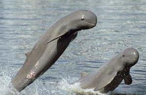 Top 10 Most Scarce Animals on Earth, Nearly Extinct Due to Human Hunting